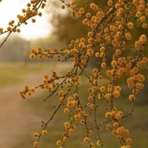 Meet your Posher, Lea